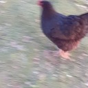 fabulous-fuckers avatar