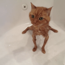 faceless-ally avatar