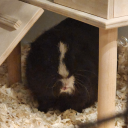 faceless-jack avatar