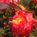 faded-unicorn-droppings avatar