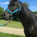 fadingcatdefendor avatar