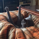 fadinggalaxysalad avatar