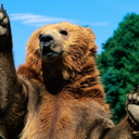 fadingkittydefendor avatar