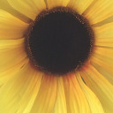 fadingvoidspyplaid avatar