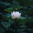 fadingxflowers avatar