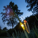 fae-fireflies-wildflowercrowns avatar