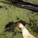 fae-info-dumps avatar