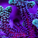 faegai-archive avatar