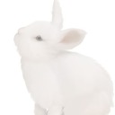 faeriebunni avatar