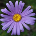 faggin-out-247 avatar