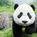 fahmie335-blog avatar