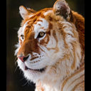 faintlybreathing avatar