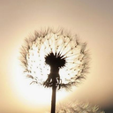 fairy-dust-and-sunlight avatar