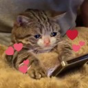 fairydust-and-tears avatar