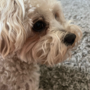 fairydusteatee avatar