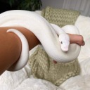 fairyyblossomm avatar