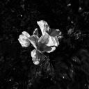 faith-alhazred avatar