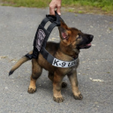 faithfulsheepdog avatar