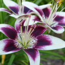 faithinthefuture447 avatar