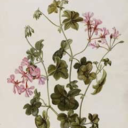 fake-geraniums avatar