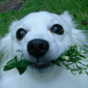 fakehoe69-blog avatar