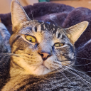 fakelawyerbug avatar