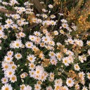 fakeplastictrees89 avatar