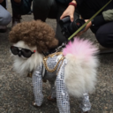 fakesensitive avatar