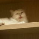 fall-the-beast avatar