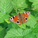 fallacious-mirage avatar