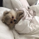 fallandlove20 avatar