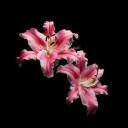 fallenangelcro avatar