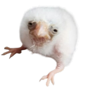 fallenbird-art avatar