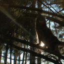 fallenclan-revived avatar