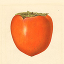 fallenpersimmons-blog avatar