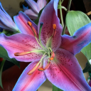 fallinfllower avatar