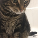 falling-for-icarus avatar