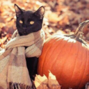 falling-in-autumn avatar