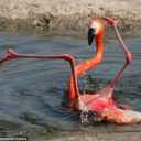 fallingflamingo avatar