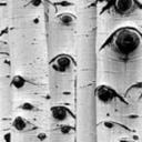 fallingintheforest avatar