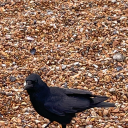 fallingintowordslikeskies avatar