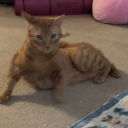 fallingslowly11211 avatar