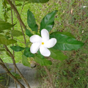 falloutboywassaved avatar