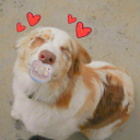 falloutcowboyy avatar