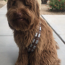 falloutlover101 avatar