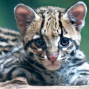 fallpastlogic avatar