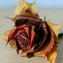 fallrose66 avatar