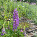 fallsflowersandmoss avatar