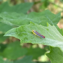 false-binaries avatar