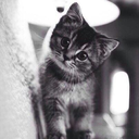 falsebeginning avatar